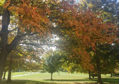 Drillfield with fall colors