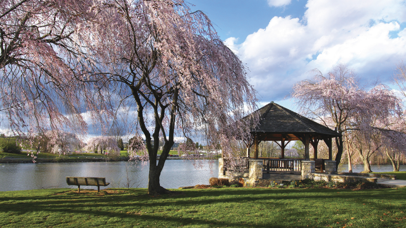 Cherry blossoms blooming at the duck pond