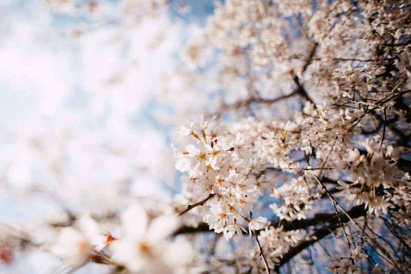 Flowers from a tree on campus